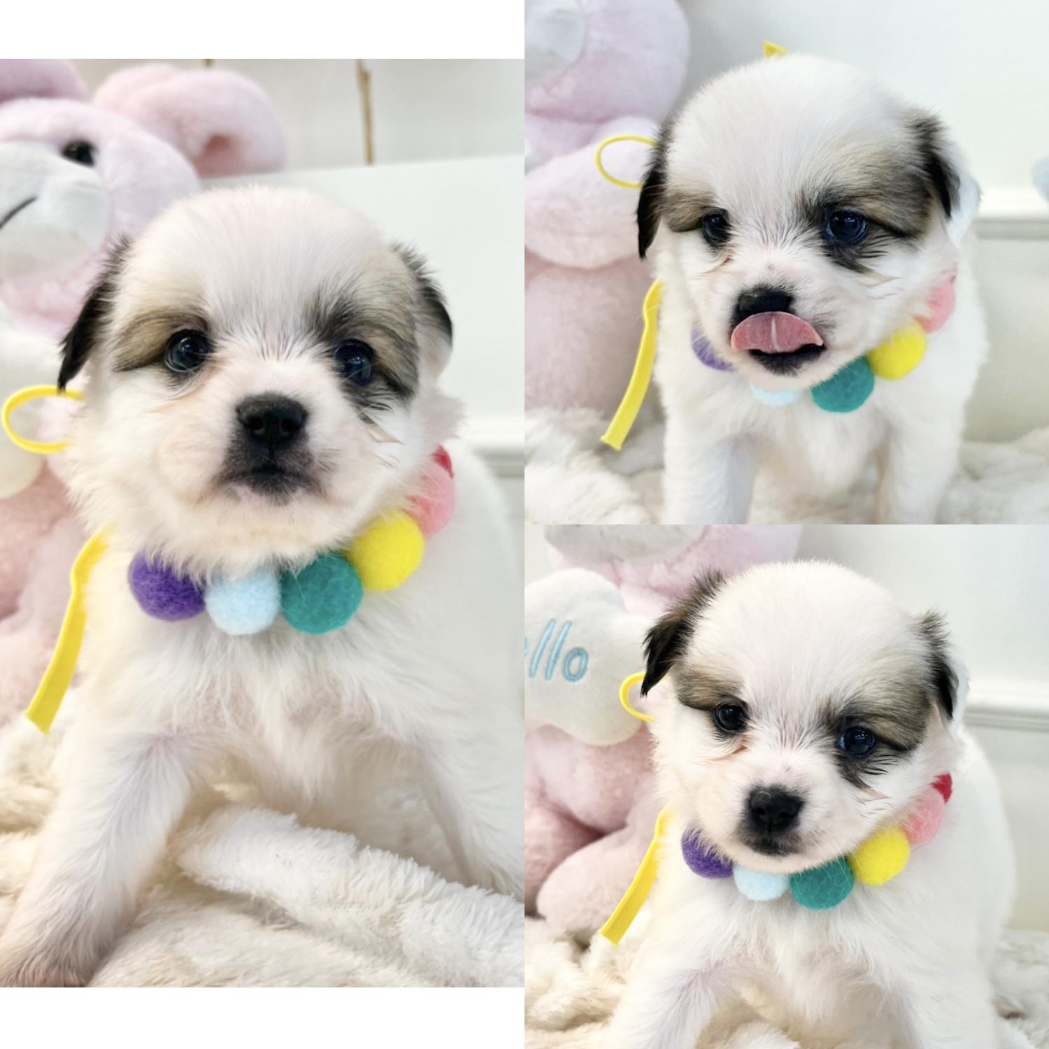 믹스견 이미지 파일 입니다.
